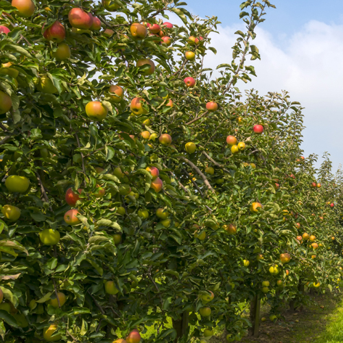蘋果基地 蘋果基地